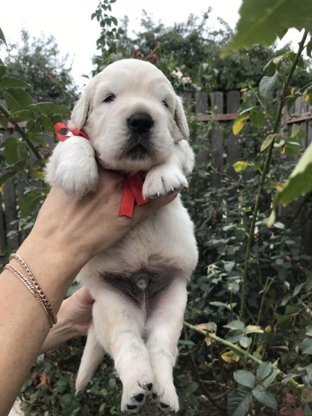 Цуценята золотистого ретрівера Ot Bahur - <ro>Изображение</ro><ru>Изображение</ru> #8, <ru>Объявление</ru> #1747956