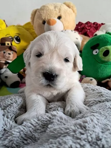 Цуценята золотистого ретрівера Оt Bahur - <ro>Изображение</ro><ru>Изображение</ru> #3, <ru>Объявление</ru> #1748116