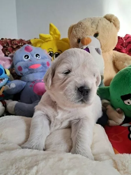 Цуценята золотистого ретрівера Оt Bahur - <ro>Изображение</ro><ru>Изображение</ru> #4, <ru>Объявление</ru> #1748116