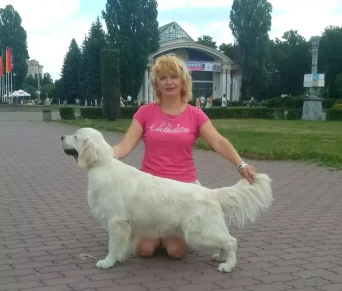 Цуценята золотистого ретрівера Оt Bahur - <ro>Изображение</ro><ru>Изображение</ru> #6, <ru>Объявление</ru> #1748116