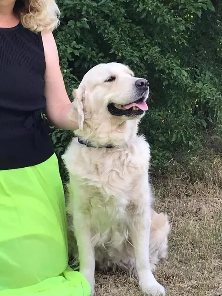 Цуценята золотистого ретрівера Оt Bahur - <ro>Изображение</ro><ru>Изображение</ru> #7, <ru>Объявление</ru> #1748116