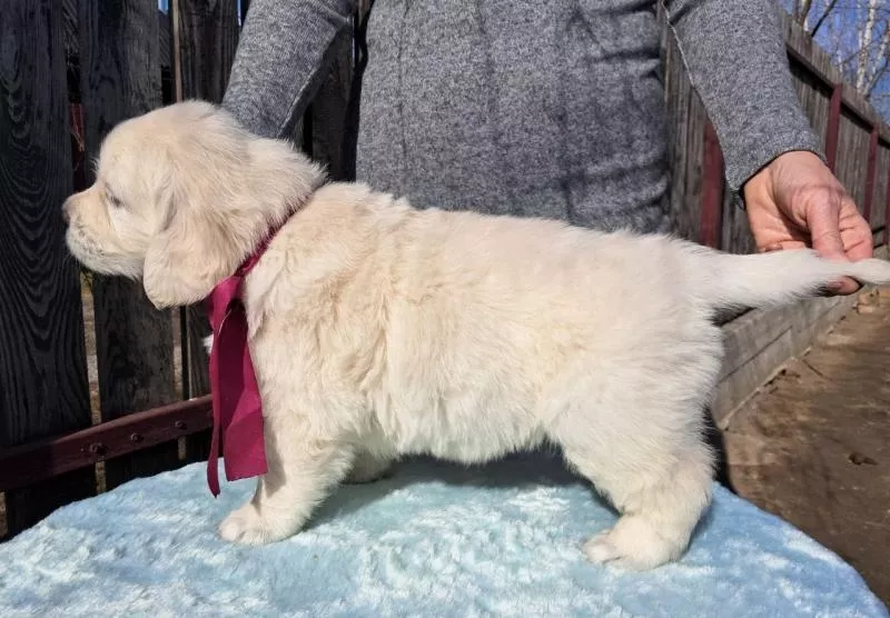 Элитные щенки золотистого ретривера – верные друзья и гордость вашей семьи - <ro>Изображение</ro><ru>Изображение</ru> #3, <ru>Объявление</ru> #1748313