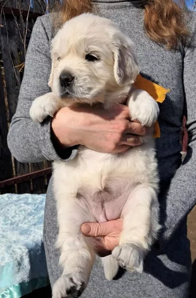 Элитные щенки золотистого ретривера – верные друзья и гордость вашей семьи - <ro>Изображение</ro><ru>Изображение</ru> #4, <ru>Объявление</ru> #1748313