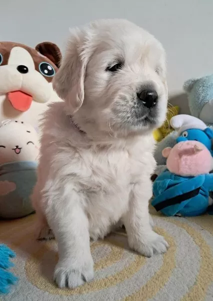 Элитные щенки золотистого ретривера – верные друзья и гордость вашей семьи - <ro>Изображение</ro><ru>Изображение</ru> #6, <ru>Объявление</ru> #1748313