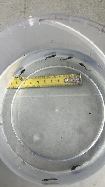 Принимаю заказ на малек осетра, малек стерляди - <ro>Изображение</ro><ru>Изображение</ru> #1, <ru>Объявление</ru> #1748545