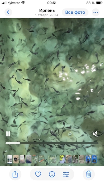 Принимаю заказ на малек осетра, малек стерляди - <ro>Изображение</ro><ru>Изображение</ru> #2, <ru>Объявление</ru> #1748545