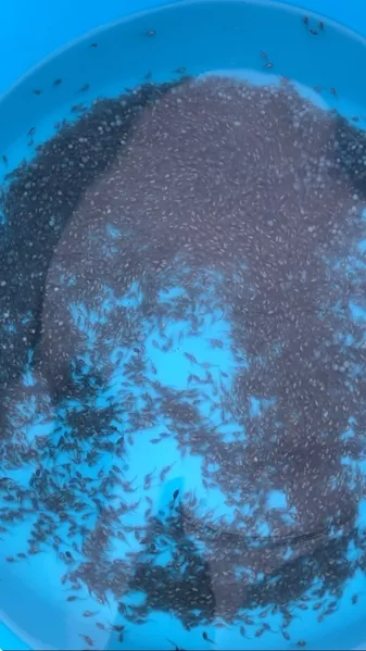 Принимаю заказ на малек осетра, малек стерляди - <ro>Изображение</ro><ru>Изображение</ru> #3, <ru>Объявление</ru> #1748545