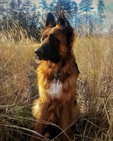 Вставки вушні для постановки вух у цуценяти аляскінського маламуту - <ro>Изображение</ro><ru>Изображение</ru> #4, <ru>Объявление</ru> #1749813