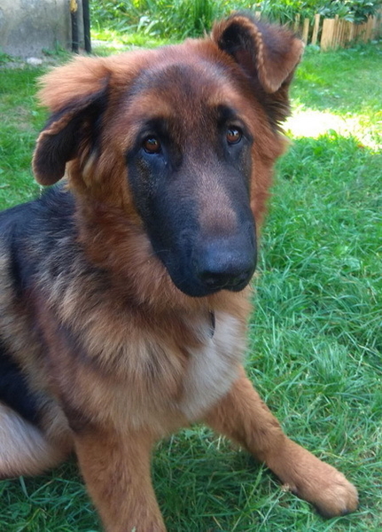 Вставки вушні для корекції поставу вух у цуценяти Тойтер'єра - <ro>Изображение</ro><ru>Изображение</ru> #2, <ru>Объявление</ru> #1749540