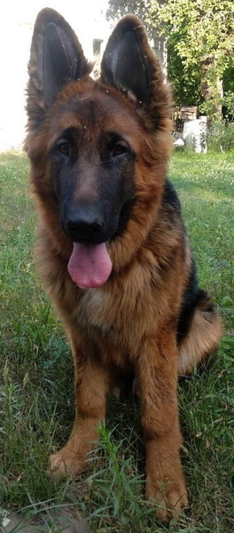 Вставки вушні для корекції поставу вух у цуценяти Тойтер'єра - <ro>Изображение</ro><ru>Изображение</ru> #3, <ru>Объявление</ru> #1749540