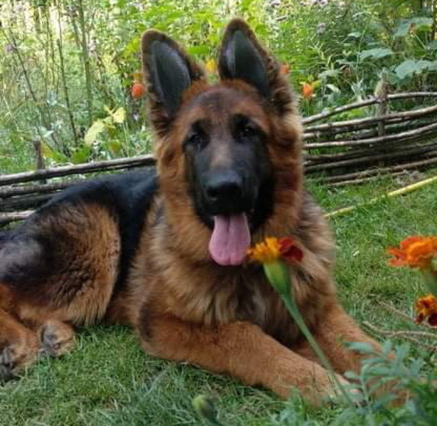 Вставки вушні для поставу вух у цуценяти голандської вівчарки Хердер - <ro>Изображение</ro><ru>Изображение</ru> #4, <ru>Объявление</ru> #1749541