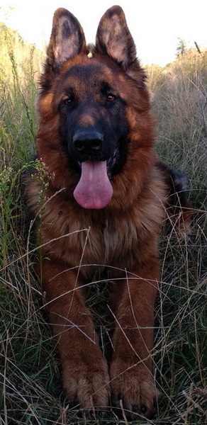 Вставки для постава вух у цуценят Шиб-іну - <ro>Изображение</ro><ru>Изображение</ru> #4, <ru>Объявление</ru> #1749562