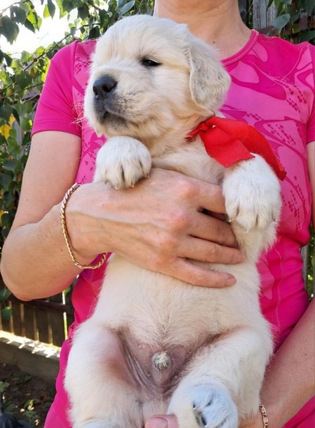 Ot Bahur цуценята золотистого ретрівера.  - <ro>Изображение</ro><ru>Изображение</ru> #2, <ru>Объявление</ru> #1750660