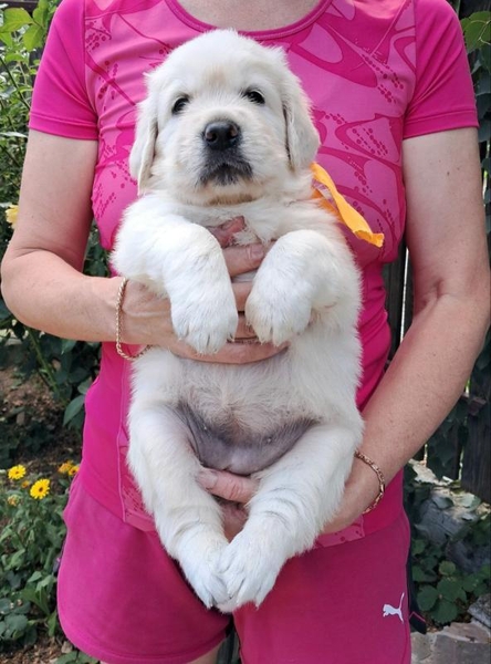 Ot Bahur цуценята золотистого ретрівера.  - <ro>Изображение</ro><ru>Изображение</ru> #3, <ru>Объявление</ru> #1750660