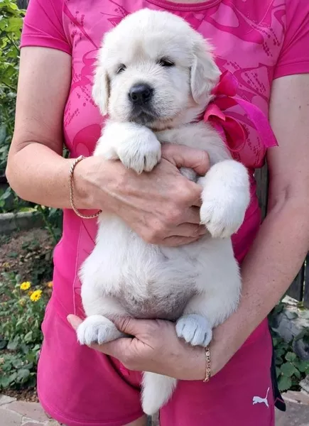 Ot Bahur цуценята золотистого ретрівера.  - <ro>Изображение</ro><ru>Изображение</ru> #5, <ru>Объявление</ru> #1750660