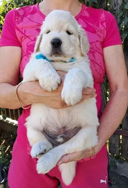 Ot Bahur цуценята золотистого ретрівера.  - <ro>Изображение</ro><ru>Изображение</ru> #6, <ru>Объявление</ru> #1750660