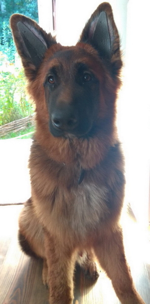 Вушні вставки для поставу вух у цуценят східноєвропейської вівчарки  - <ro>Изображение</ro><ru>Изображение</ru> #4, <ru>Объявление</ru> #1750498