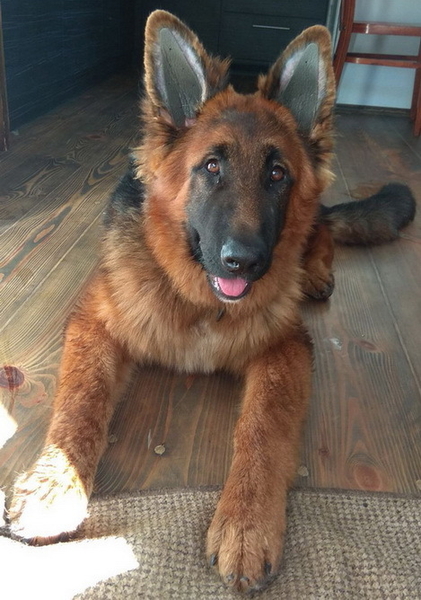 Вставки у вуха для корекції поставу вух у цуценят Басенджі - <ro>Изображение</ro><ru>Изображение</ru> #3, <ru>Объявление</ru> #1750497