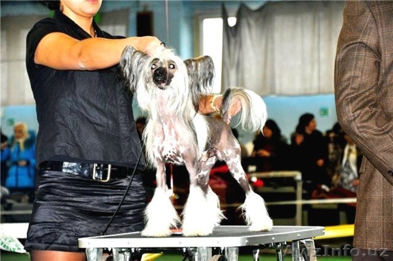 Китайской хохлатой ИнтерЧемпион приглашает подруг на вязку - <ro>Изображение</ro><ru>Изображение</ru> #3, <ru>Объявление</ru> #512395