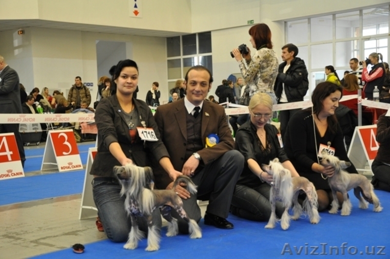 Китайской хохлатой ИнтерЧемпион приглашает подруг на вязку - <ro>Изображение</ro><ru>Изображение</ru> #2, <ru>Объявление</ru> #512395
