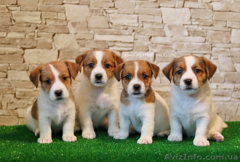 Питомник щенков джек рассел терьер. Now Puppies. Jack Blessing. Ua Dog.